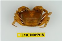 藏品(雙色澤蟹)的圖片